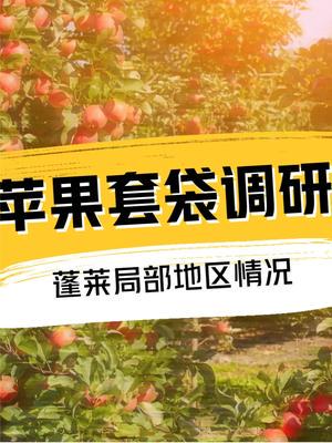 蘋果價格波動背后的產業全景 從產區調研到市場應對
